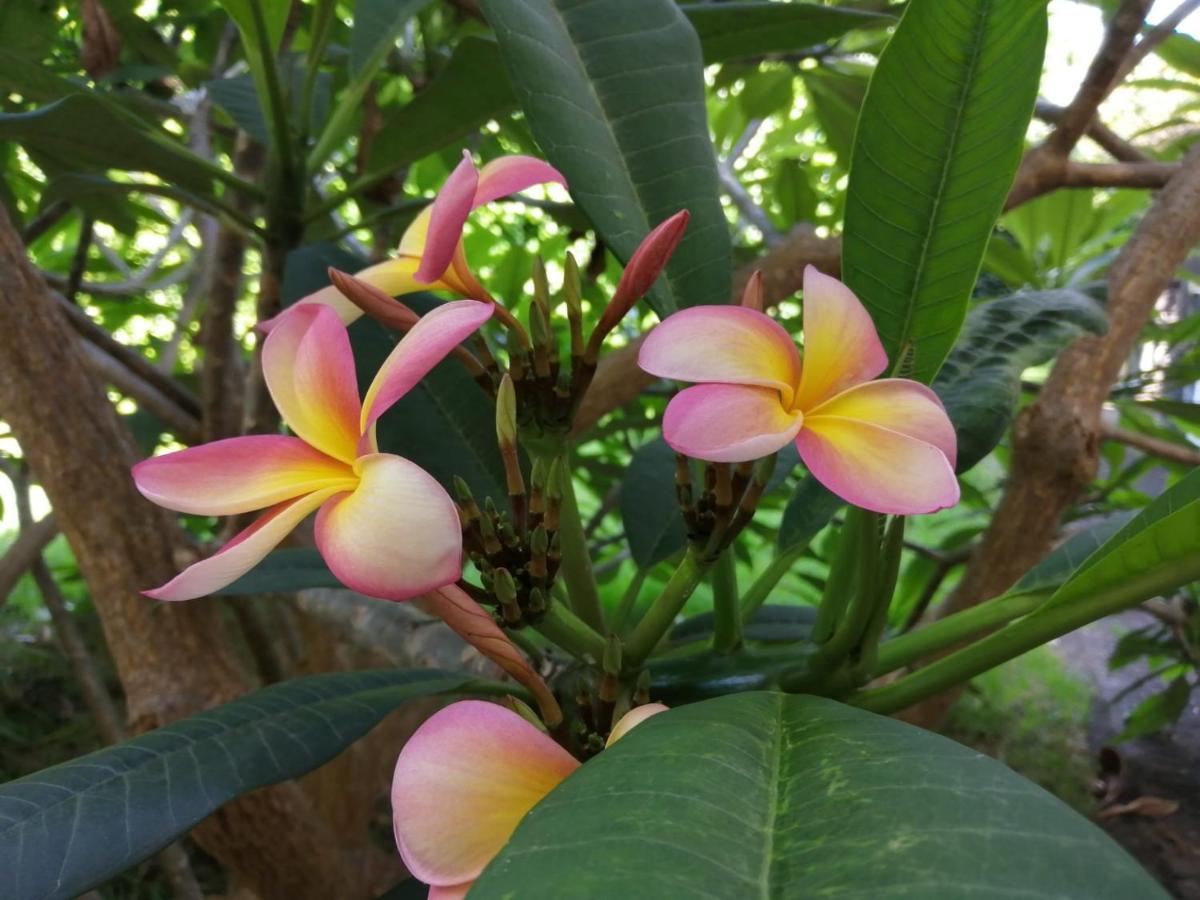 Casa Da Japoneira Hotel ออร์ตา ภายนอก รูปภาพ